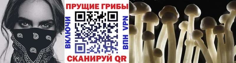 кракен зеркало  Спас-Деменск  Псилоцибиновые грибы Cubensis 